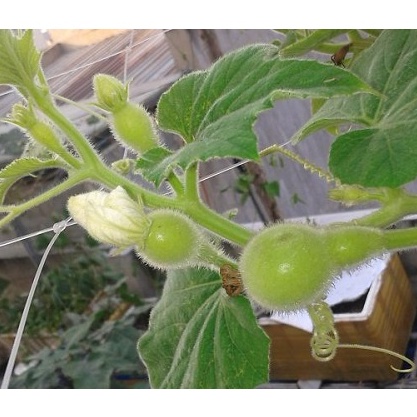 Hạt giống bầu hồ lô mini (tí hon), tỷ lệ này mầm cao