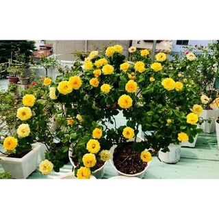 Hoa hồng bụi Shell cho hoa vàng rực rỡ
