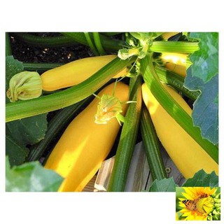 Gói 10 hạt giống bí ngòi vàng
