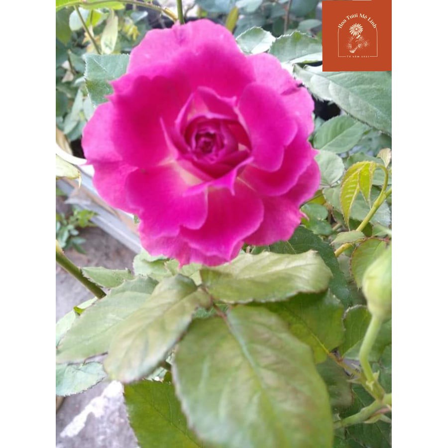 Hoa hồng ngoại Sheherazad – Bông hồng Nhật đẹp nhất được nhiều người ưa chuộng-HoaTuoiMeLinh