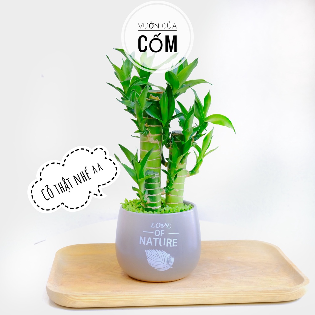 Cây cảnh trúc phât lộc cỏ kèm chậu in chữ . Cây mini để bàn mang phong thủy tài lộc cho gia chủ
