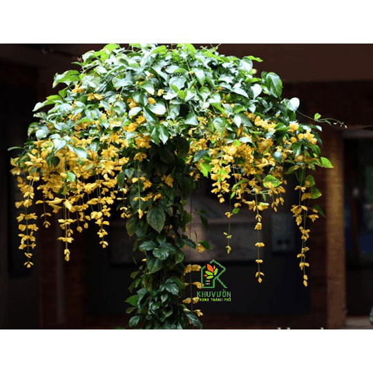 Lan Hoàng Dương Chuỗi ngọc hoa vàng