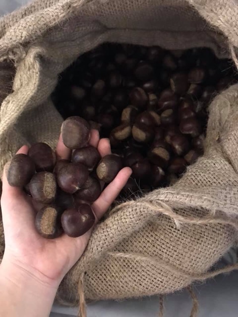 Thỏ Hạt Dẻ- Hạt Dẻ Thái Lan