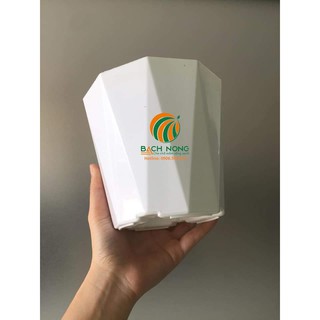 Chậu kim cương nhỏ để bàn CKB