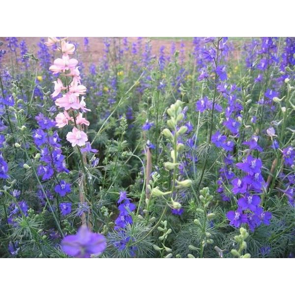 500 Hạt giống hoa Violet tím truyền thống Việt Nam