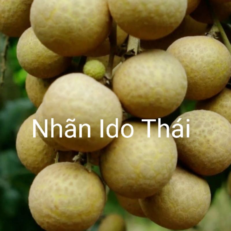 CÂY NHÃN IDO THÁI