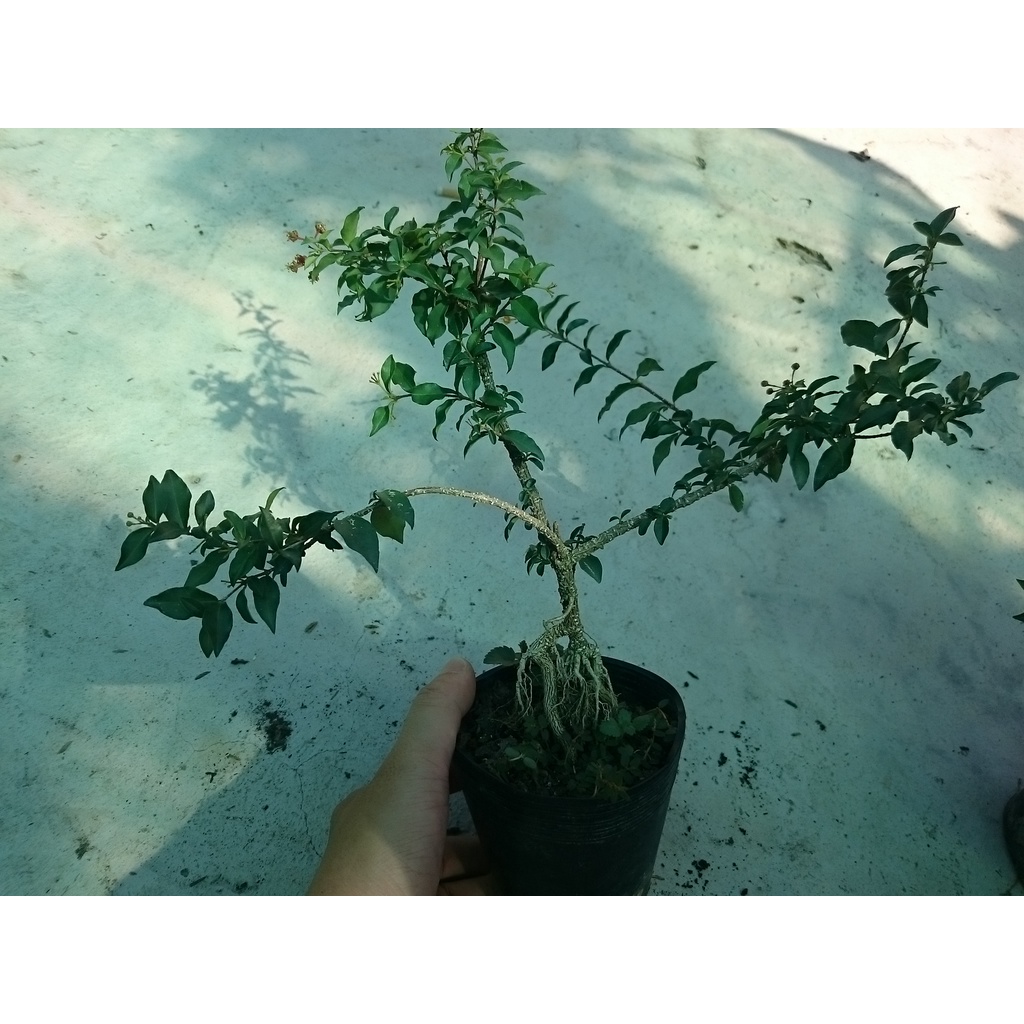Cây Hồng Ngọc Mai Bonsai - cây cảnh bonsai + tặng phân bón cho cây