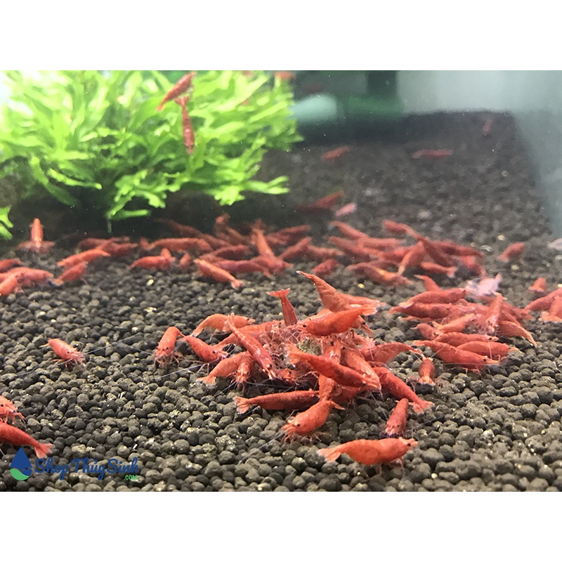 combo 10 tép đỏ Fire red (ship hỏa tốc)