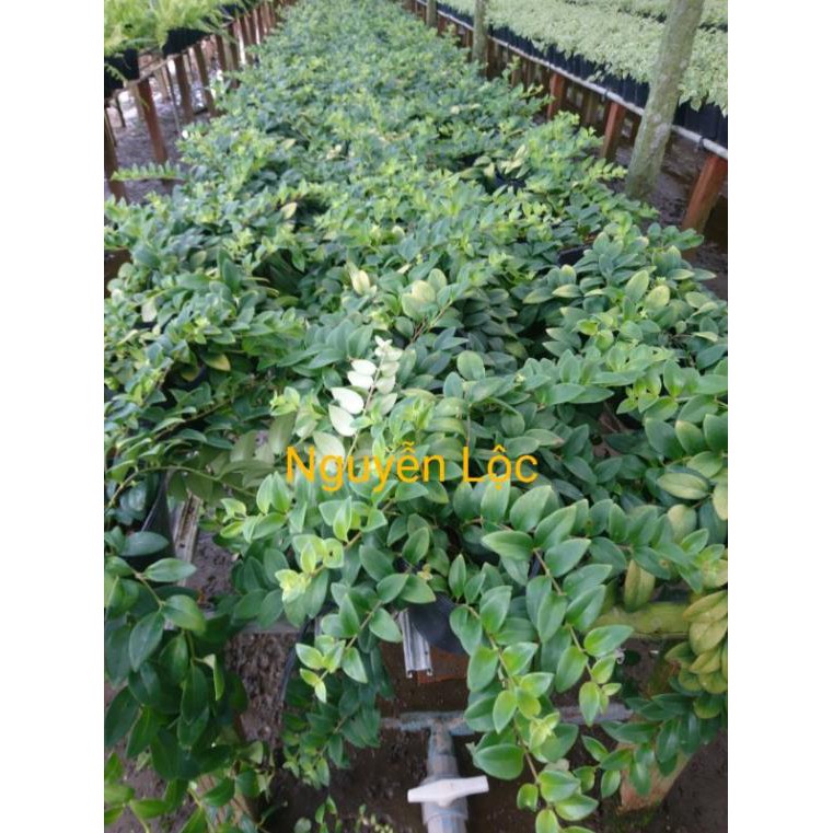 Cây hoa son môi + Tặng  phân hữu cơ cao cấp