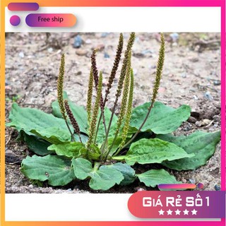 0.2gr Hạt giống Rau Mã Đề
