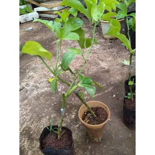combo 3 Bầu Chanh Dây leo tím (Chuẩn Giống Cây Trồng)