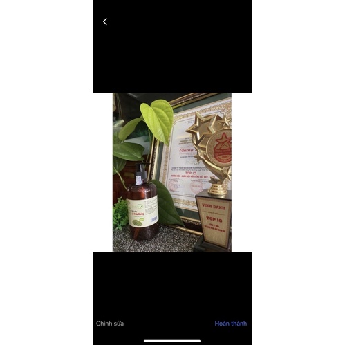 Tinh dầu lá trầu không - nguyên chất 100%