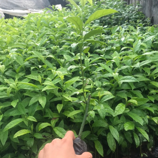 5 cây xạ đen