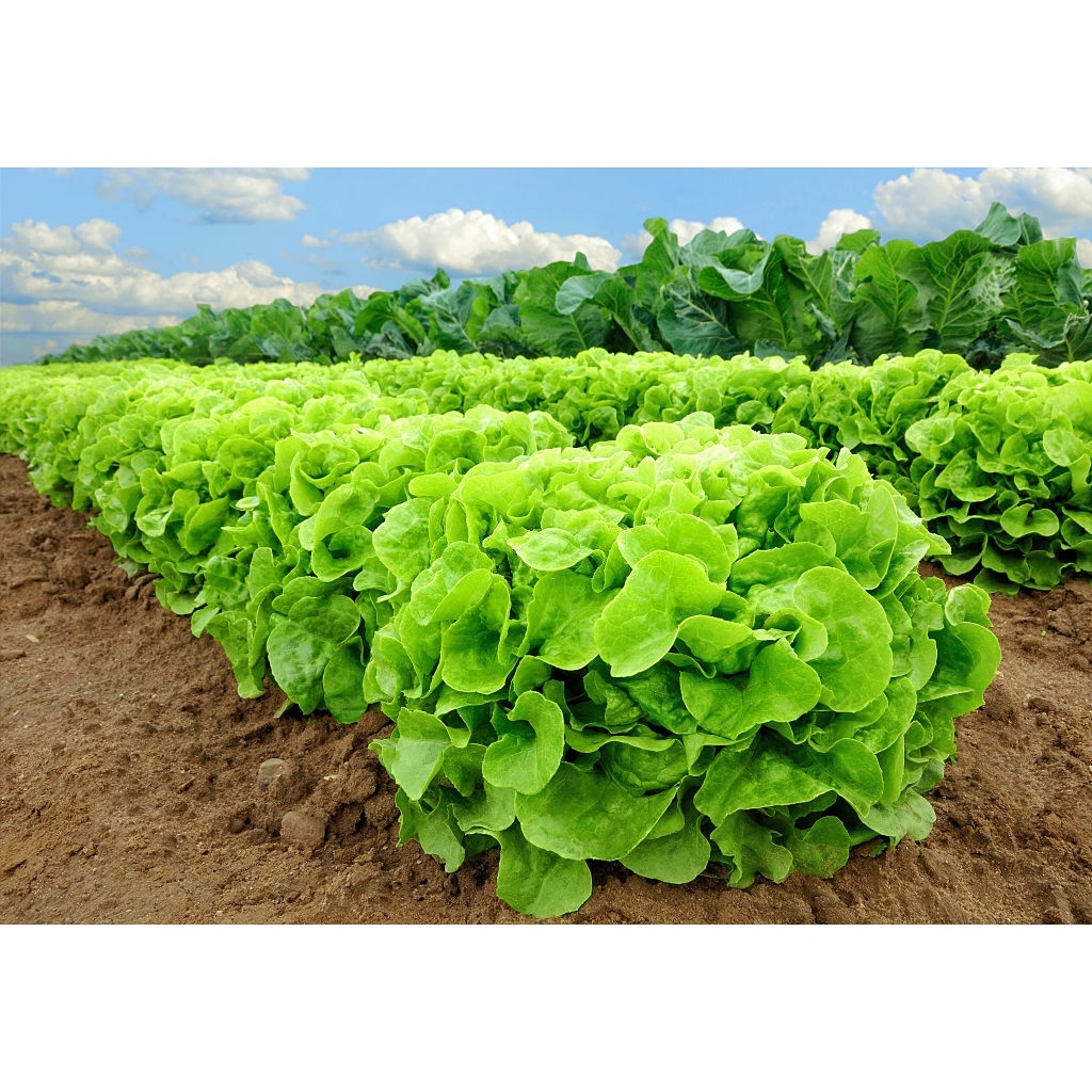 Hạt giống xà lách xoăn dạng búp cuộn dăm giòn ngọt - rau củ quả trồng chậu, vườn dễ chăm sóc 5gr RADO 45