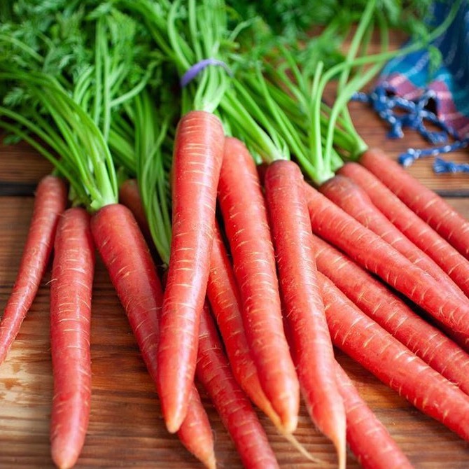 Baby Carrot 🥕 Red 📌 Rẻ nhất 10 Hạt giống cà rốt đỏ B.K. 50 hạt ☘️ dễ trồng Ăn ngon ☘️ kháng sâu bệnh.