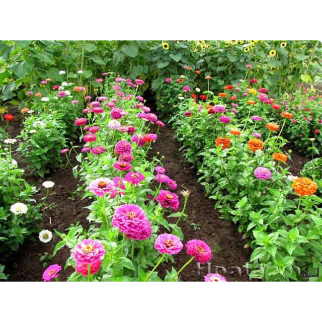 LÁ NHÁM 200k/ 100gram ( 1 lạng ) (khoảng 7.000 hạt)