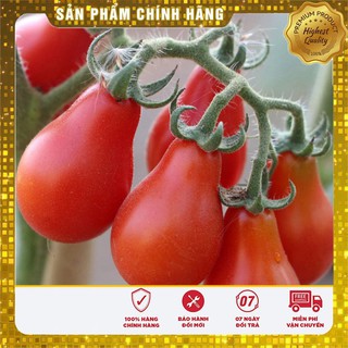 HẠT GIỐNG CÀ CHUA QUẢ LÊ ĐỎ gói 30 hạt