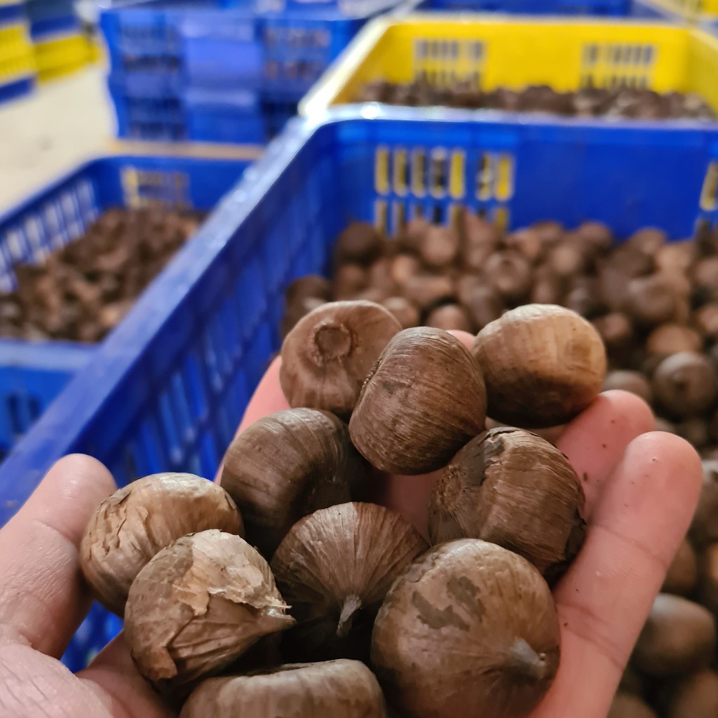 [1000g] Tỏi đen cô đơn HoShi 100% lên men tự nhiên 90 ngày (Loại 1 - Normal) | BigBuy360 - bigbuy360.vn