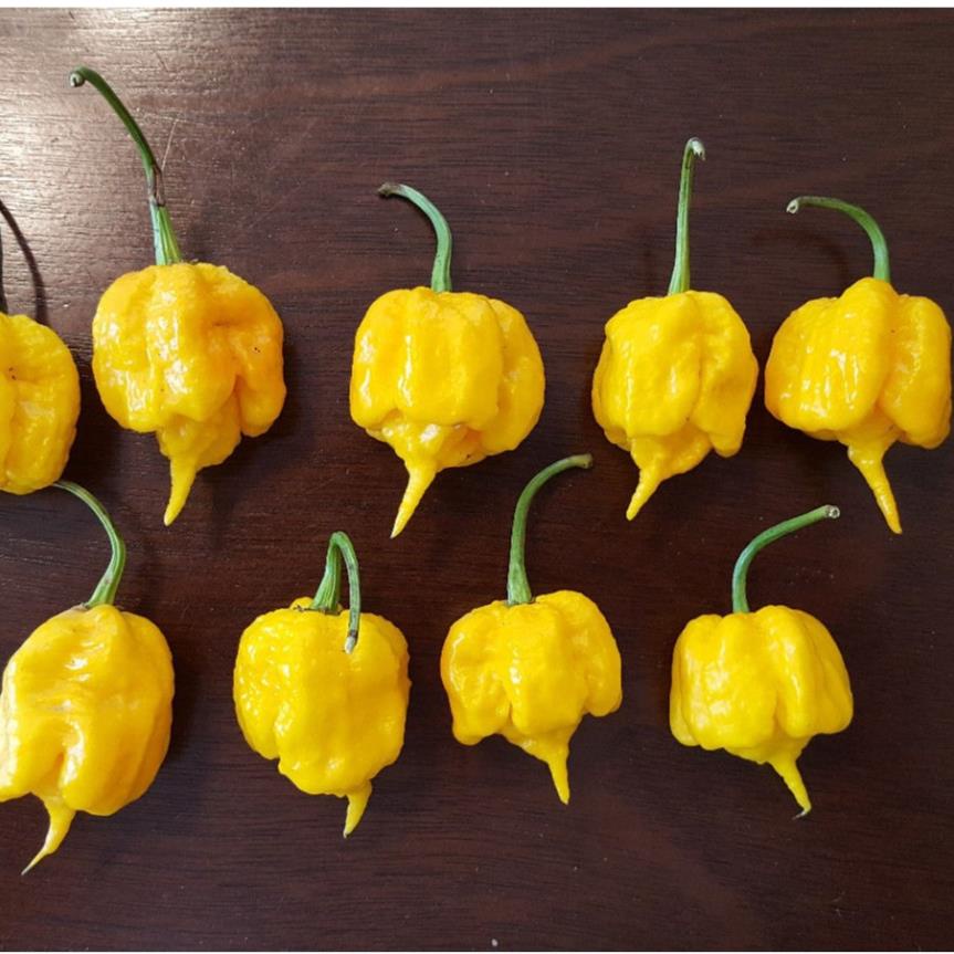 Hạt giống ớt vàng Carolina Reaper, 10 hạt