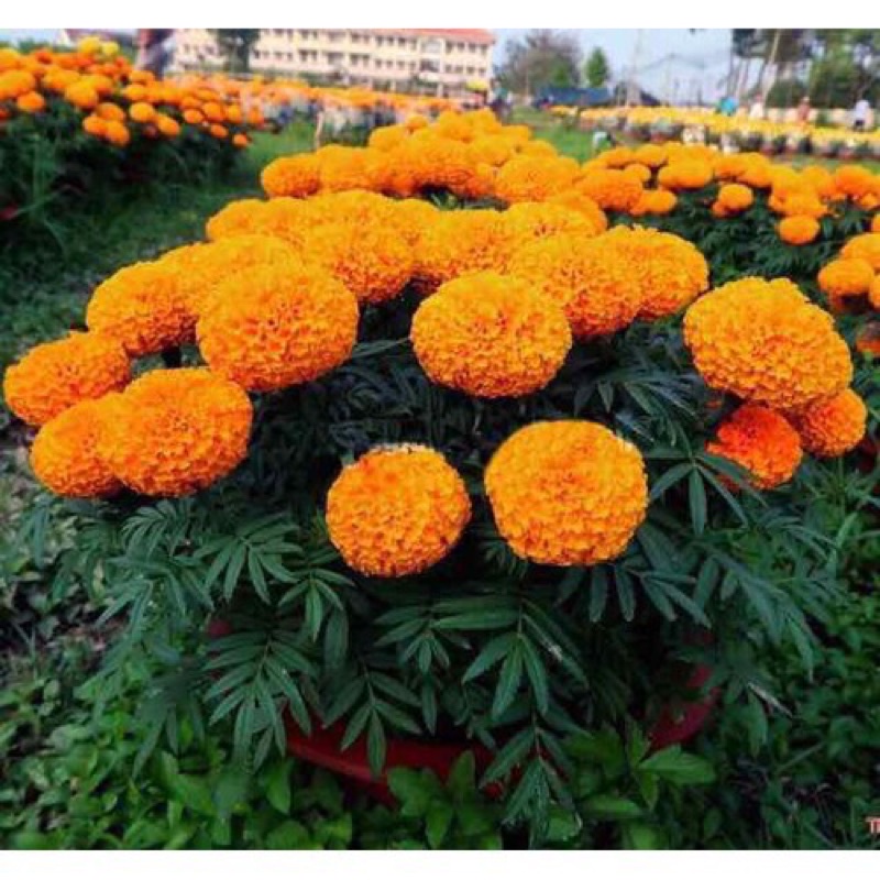 Hạt giống cúc vạn thọ vàng, cam, sọc, Pháp siêu hoa F1