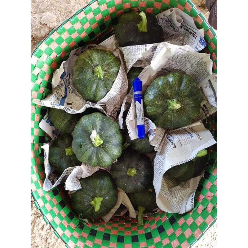 Bí ăn non lai F1 HMT 48