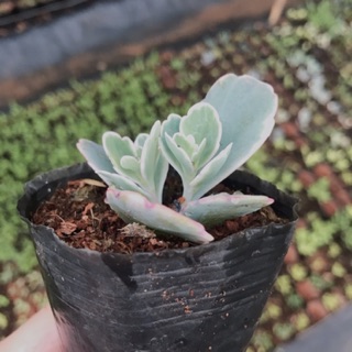Sen đá sống đời giống mới
