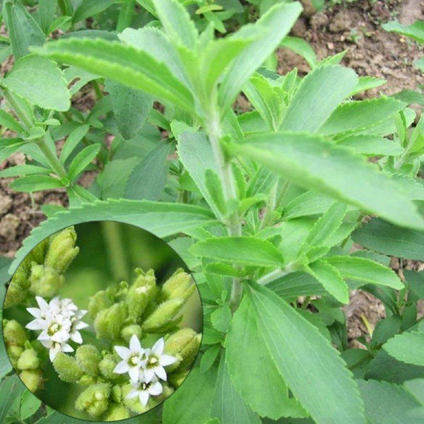 50 Hạt Giống Cỏ Ngọt Stevia NẢY MẦM CỰC TỐT  giá sỉ