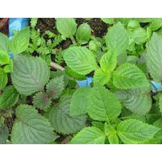 Hạt giống rau kinh giới - Rau thơm (200 hạt)