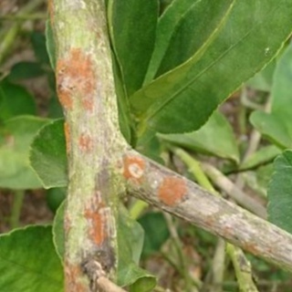Thuốc Trừ Bệnh CHAMPION 77WP (100g)