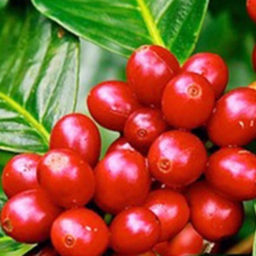 Cà phê hạt xay nguyên chất PHA PHIN_ 500 gr