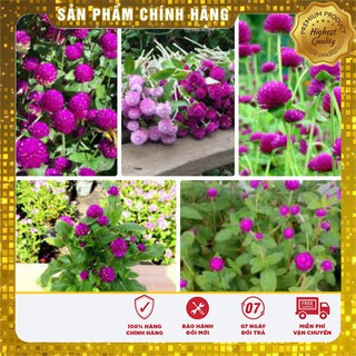 Hạt Giống Hoa Cúc Bách Nhật Mix(100 hạt)