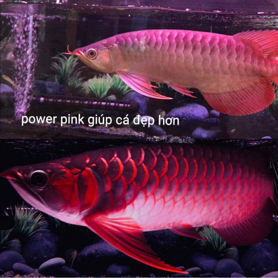 Power Pink ( Tăng Màu Sắc Cho Cá )