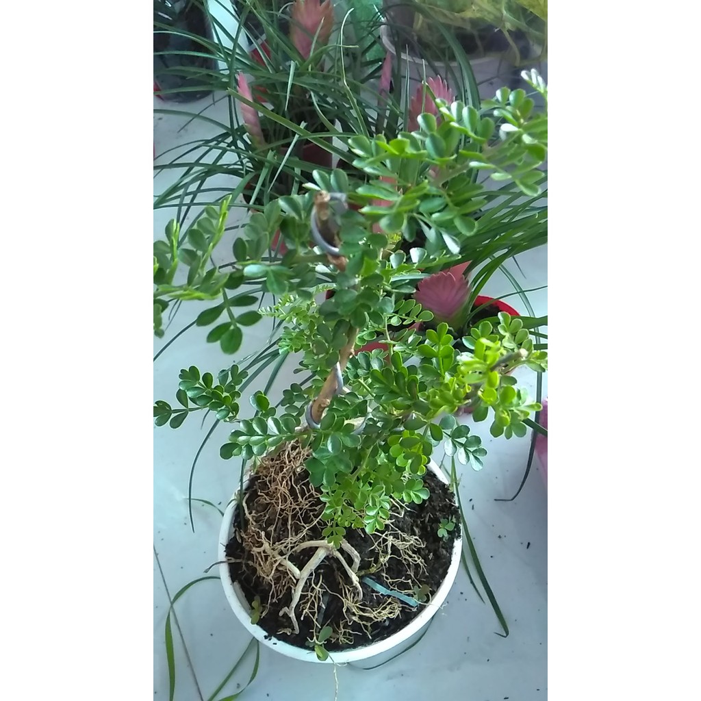 [Bonsai] Cây cần thăng bonsai