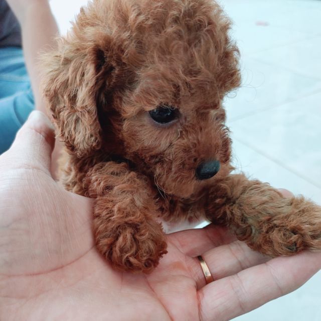 Poodle Tiny đực