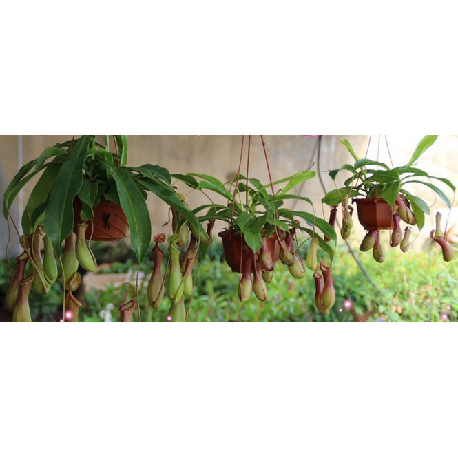 Hạt Giống Hoa Nắp Ấm Lùn 20 Hạt