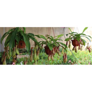 Hạt Giống Hoa Nắp Ấm Lùn 20 Hạt