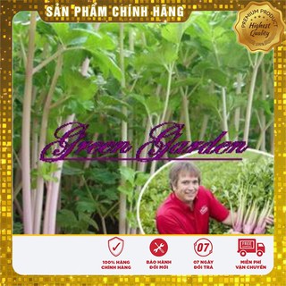 Hạt Giống Cần Tây Đỏ Hà Lan(2gr)