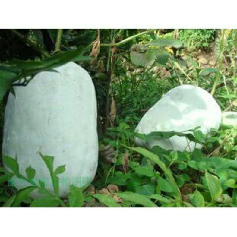 hạt giống bí đao trắng khổng lồ 5 hạt , trái to nặng đến 30 kg