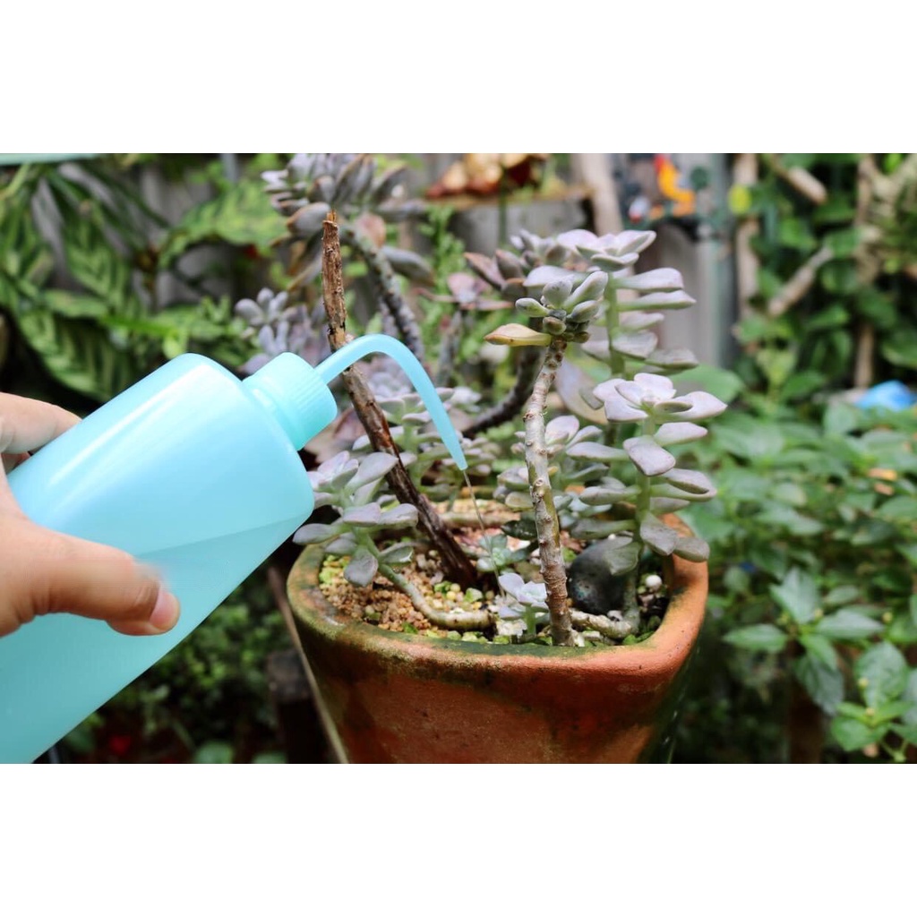 Bình vòi cong 250ml/500ml tưới sen đá xương rồng, cây để bàn văn phòng, bình châm dầu nhớt xe