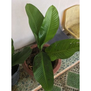 đại phú gia cây con