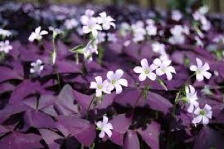 chậu hoa BƯỚM ĐÊM (chậu lớn cây đẹp)