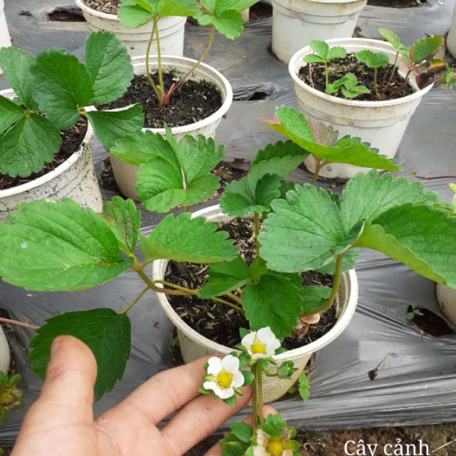 Dâu tây chịu nhiệt