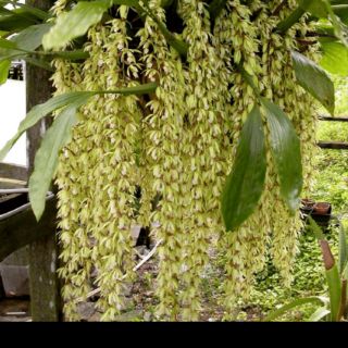 Thanh đạm indo cây trưởng thành