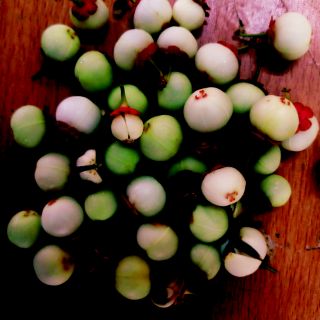 20 hạt giống rau ngót ta