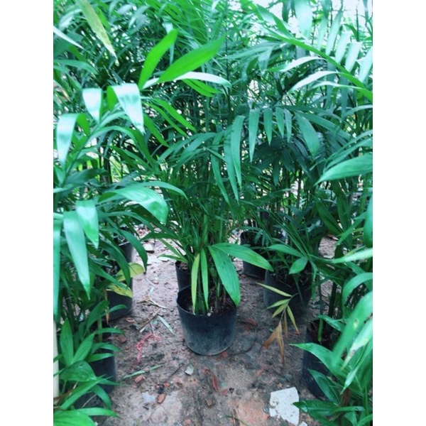 Cây Cau Hawai Size Lớn cao 1m1- 1m3 tính từ miệng chậu lên 🥰