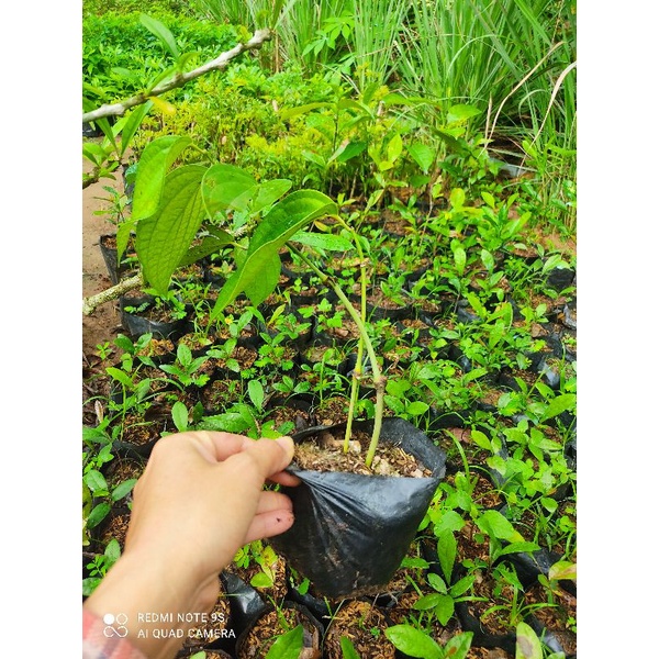 🍀CÂY GIỐNG TIÊU ĂN HẠT🍀...22k/bầu.. cây to hơn hình đăng