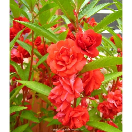 Gói hơn 100 hạt hoa móng tay