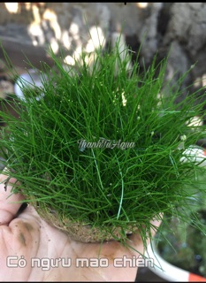 Cây thủy sinh các loại