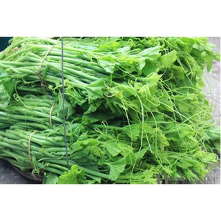 Bí Siêu Ngọn RĐ 099