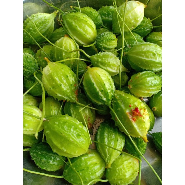 Hạt Giống Mướp Đắng Rừng 20 Hạt